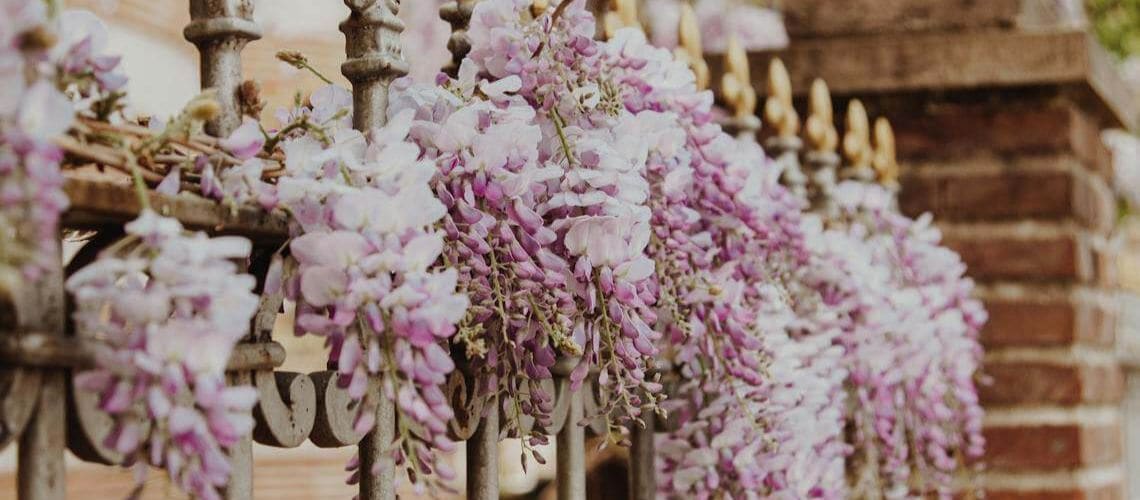 Clusters of light purple and white wisteria flowers draping over an ornate metal fence