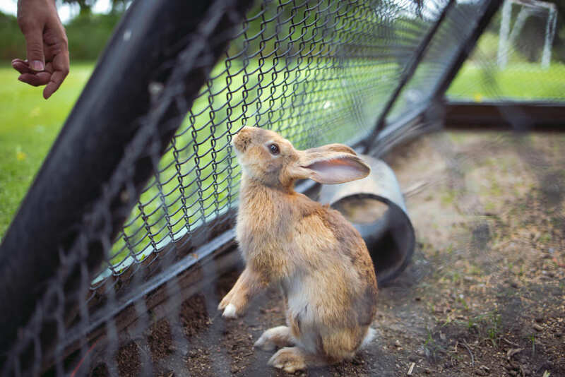 Rabbit fence
