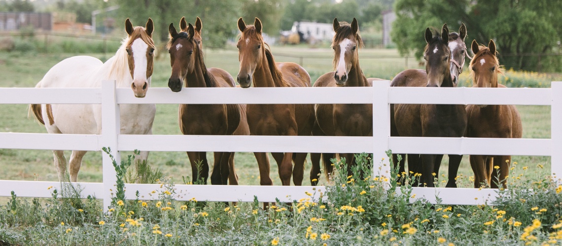 group of horses standing behind a white wooden fence